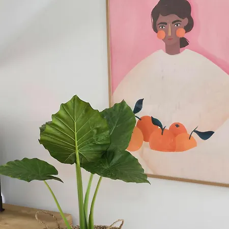 Ficus * Понта-ду-Сол