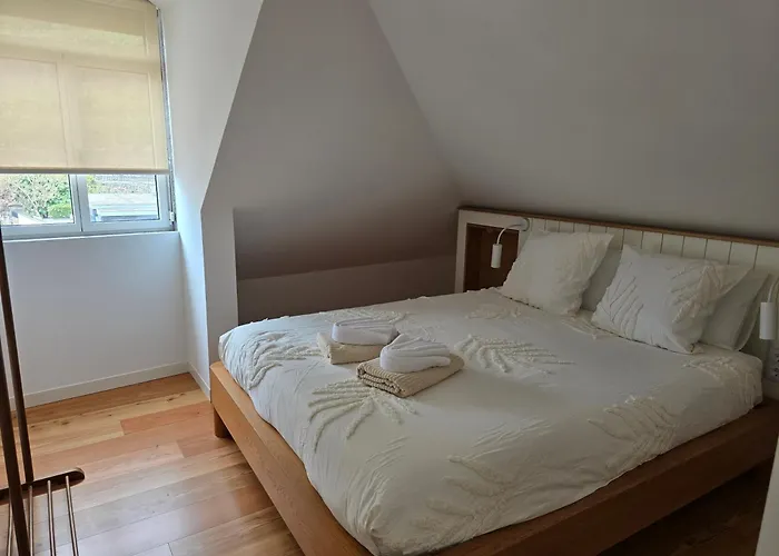 Ficus 蓬他达维托亚