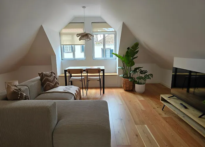 Ficus * 蓬他达维托亚